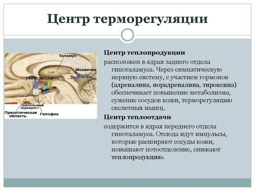 Строение и функции кожи терморегуляция. Центр терморегуляции. Центры терморегуляции физиология. Строение центра терморегуляции. Механизмы участия кожи в терморегуляции.