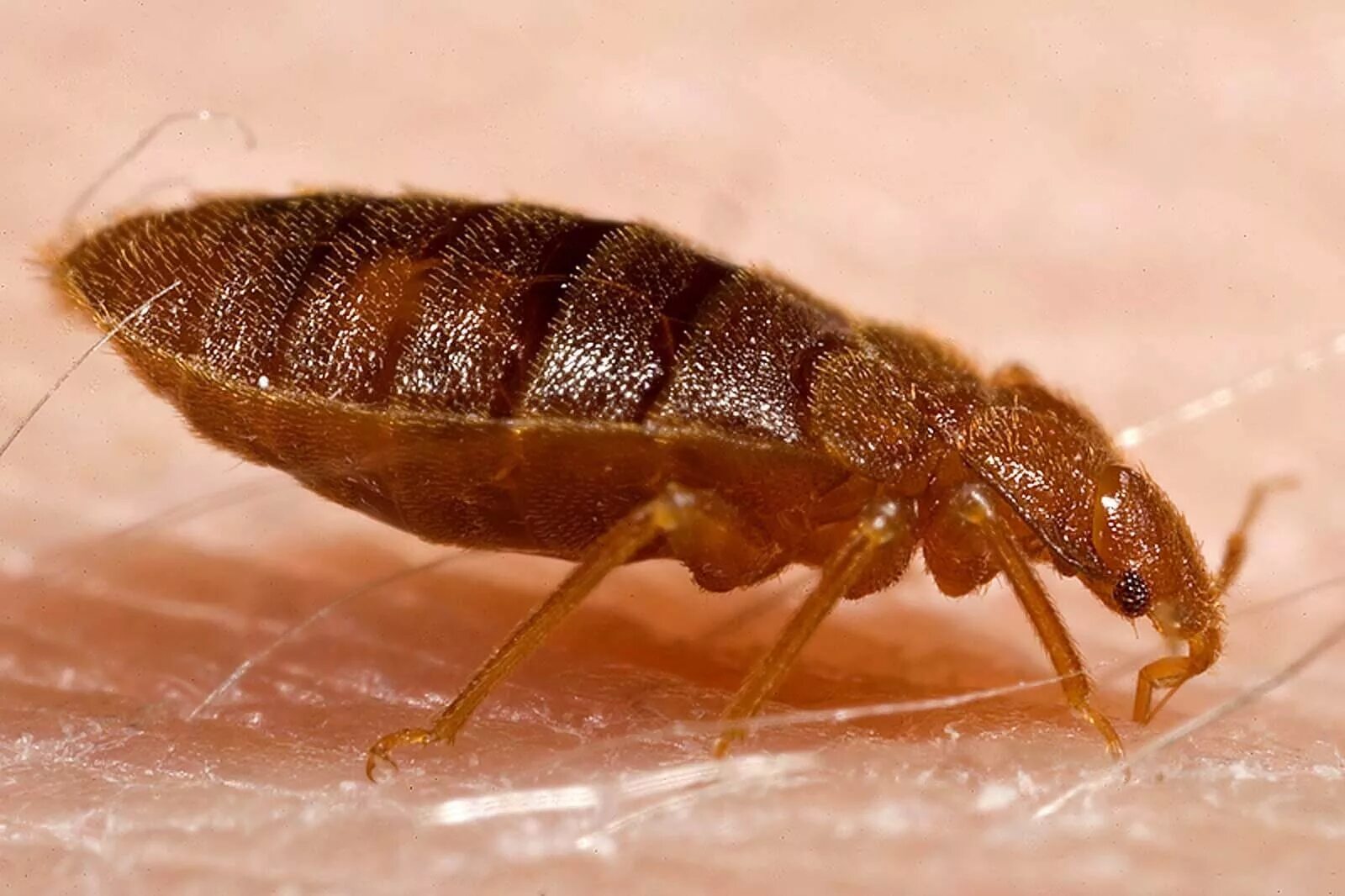 Чем питаются личинки клопов. Постельный клоп (Cimex lectularius). Постельный клоп Cimex lectularius (личинки, нимфы). Клоп постельный кровососущий паразит. Блохи кровососущие насекомые.