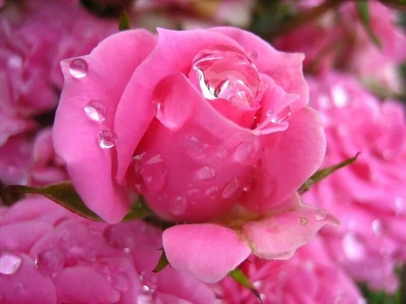 Гифы цветы. Розовые розы. Мерцающие розовые розы. Чудесные нежные розы. Розовые розы гиф.