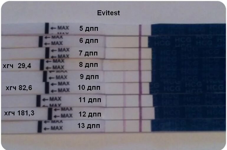 На какой день после эко тест покажет. Тесты эко ДПП динамика. 10 ДПП пятидневок ХГЧ отрицательный.