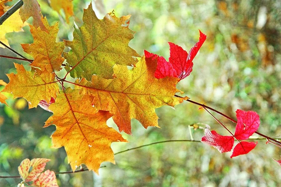 Смена октябрь. Осенние перемены в природе. Явления природы осенью для дошкольников. Осенние сезонные явления в природе. Сезонные изменения растений осенью.