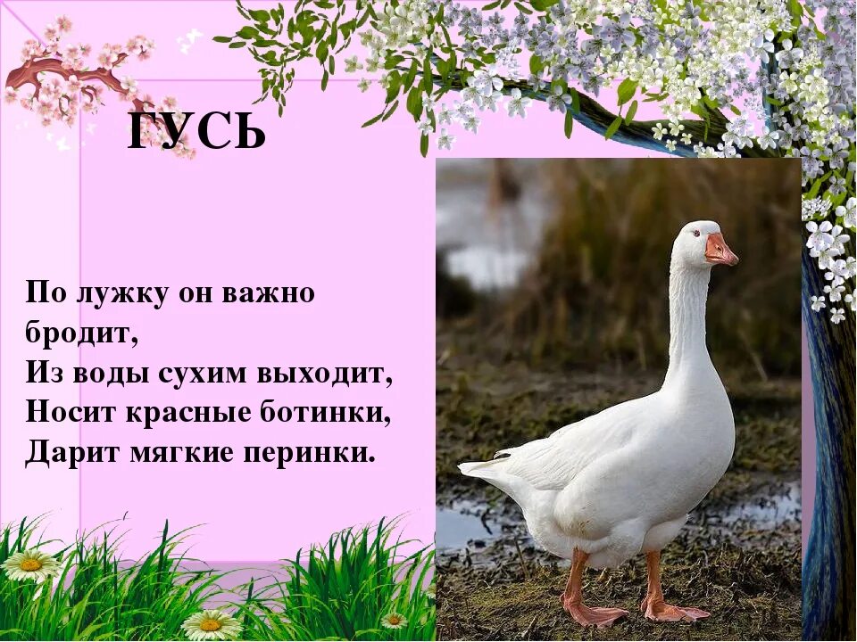 Текст про гусей. Загадка про гуся. Загадка про гуся для детей. Загадка о Гусе. Стих про гуся.