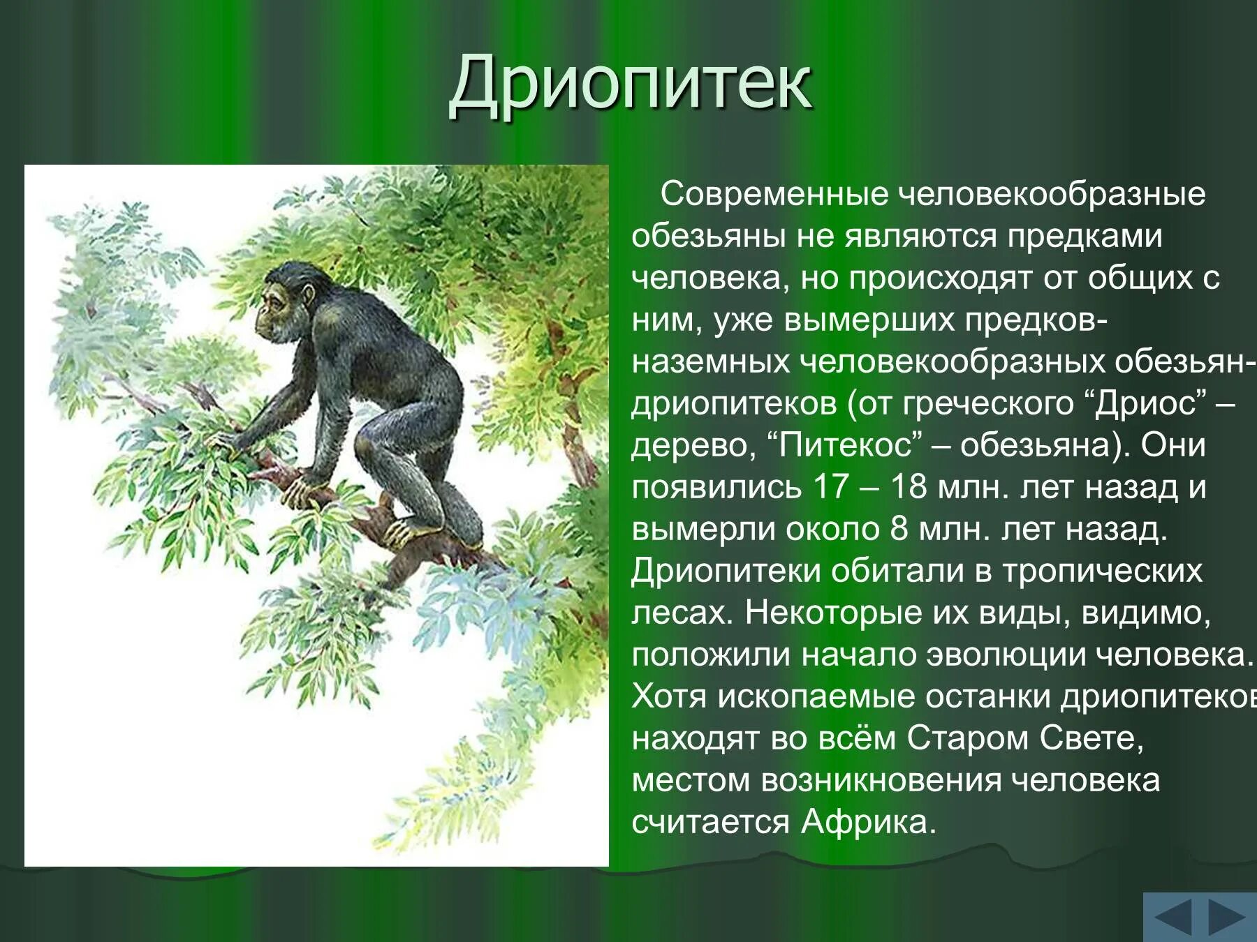 Общим предком человекообразных обезьян является. Дриопитеки период жизни. исторический возраст дриопитеков. дриопитеки человекообразные обезьяны. дриопитек человек.