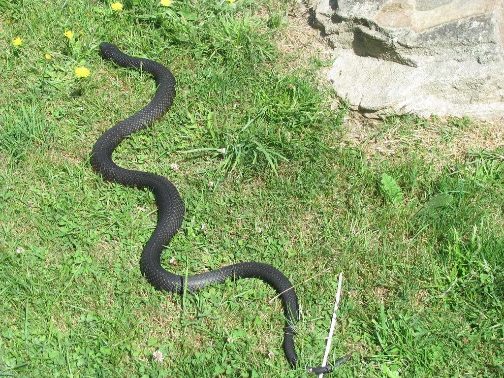 Змейка ползет. Гадюка Радде. Черная гадюка маленькая. Гадюки на Бали. Змея ползет.