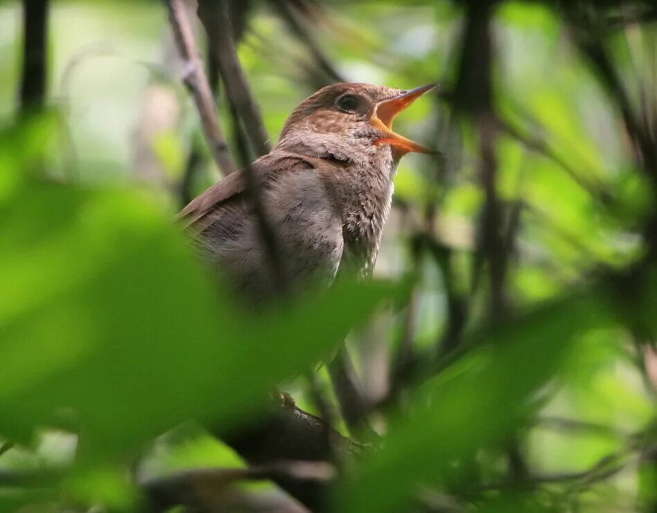 поющий соловей на звонок. поющий соловей на звонок. певчие птицы соловей лесной. соловьиные птицы. птицы поют.