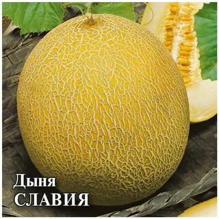 Сорт дыни для открытого грунта