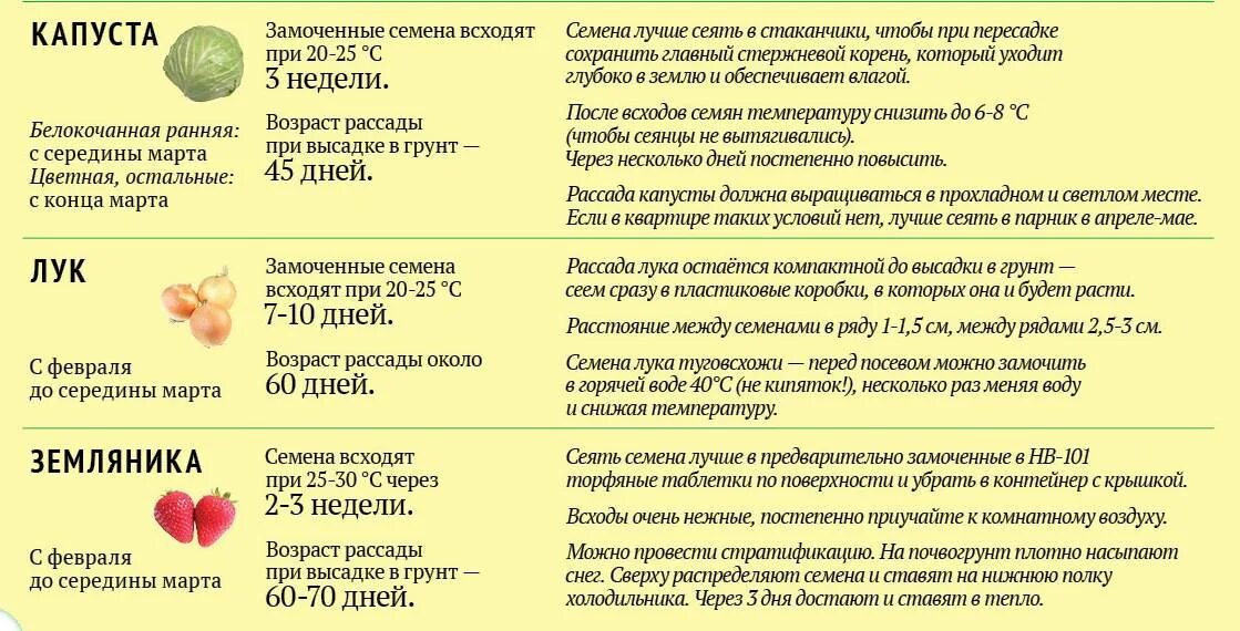 Через сколько дней всходят огурцы на рассаду. Сроки высевания капусты на рассаду. Сколько дней всходят семена капусты на рассаду. Сколько дней всходит капуста после посева семян на рассаду. Сроки посадки капусты на рассаду.