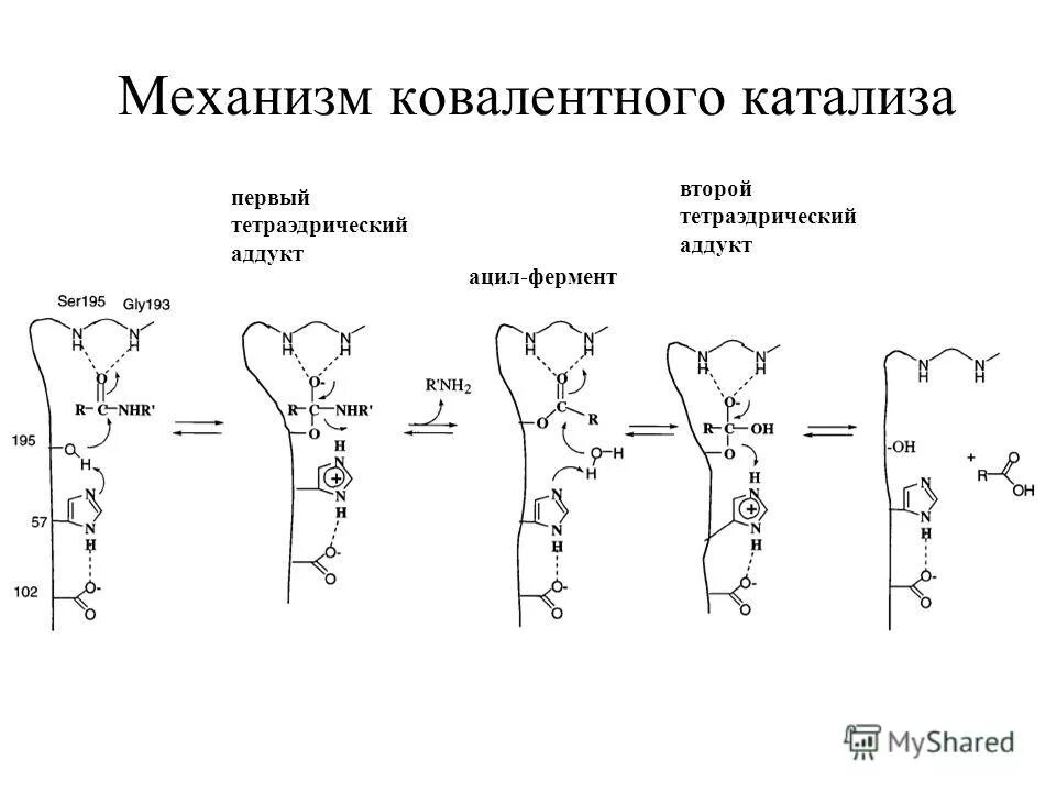 Механизм катализа