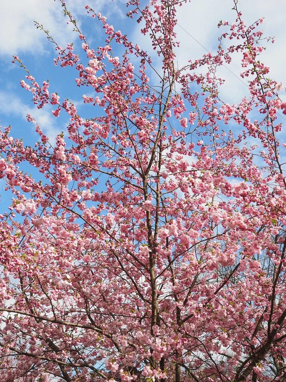 Дерево вишня розовоцветущая. Вишня тамарис цветение. Вишня Prunus Accolade. Дальневосточная вишня цветение.