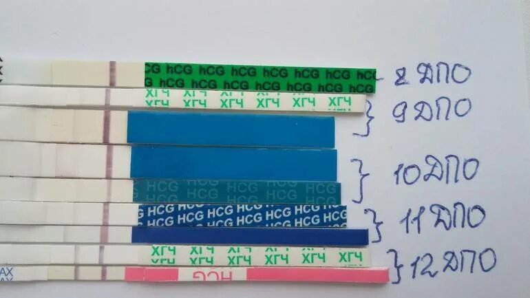 5 дней беременности какой тест покажет. Тест на беременность после овуляции. Тест на беременность после зачатия. Тест на беременность через дней после овуляции. Тесты после оплодотворения.
