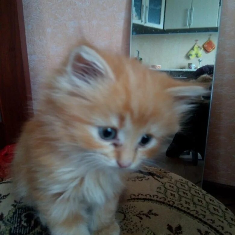 Взять котёнка сибирского энгельс. Котята череповец. Продают кошек. Котята череповец отдам даром. Котята череповец.