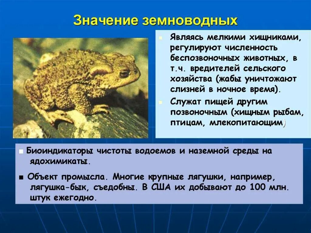 Значение лягушки для человека. Особенности земноводных животных. роль амфибий в природе. роль земноводных для человека. земноводные презентация.