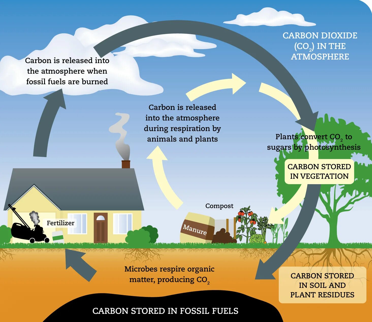 Use carbon dioxide. Carbon in atmosphere. Carbon Cycle and climate. Carbon dioxide fixation. Цикл карбон диоксида.
