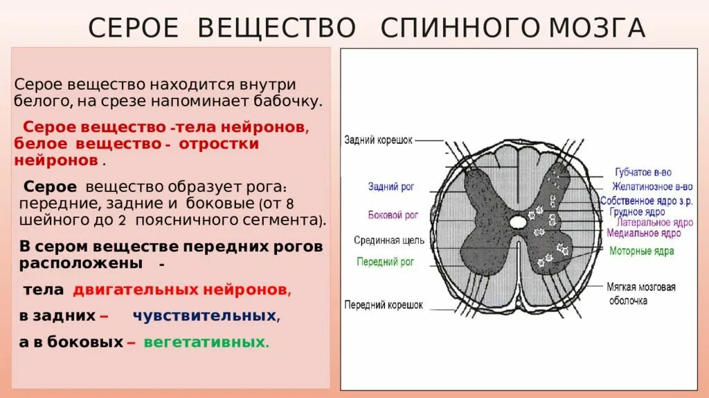 Двигательный передние рога спинного мозга. Строение спинного мозга отделы. Структуры серого и белого вещества спинного мозга. Строение белого вещества спинного мозга человека. Структура серого вещества мозга.