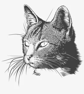 Черно белая мордочка кота