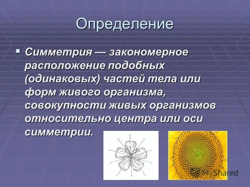 Радиальная симметрия диффузная нервная система анаэробное. Симметрия доклад. Радиальная симметрия в природе.