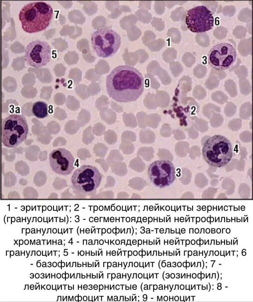 Макрофаги 4. Сегментоядерный нейтрофил препарат. Препарат мазок крови человека окраска Азур 2-эозином. Мазок крови человека гистология препарат. Кровь гемопоэз гистология.