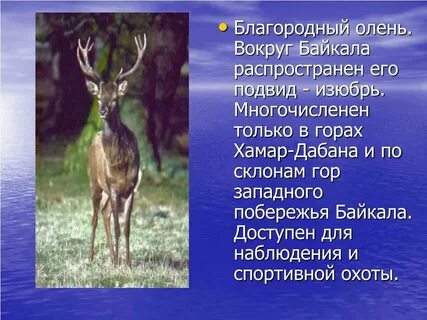 Благородный описание