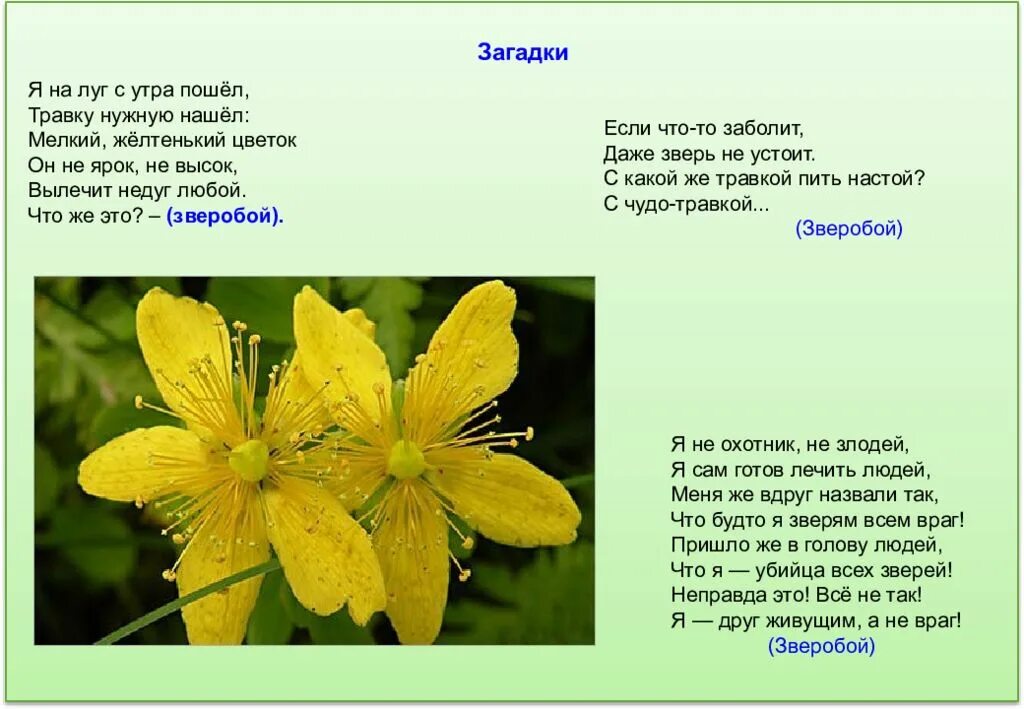 Загадки про растения. Загадки про растения для детей. Загадки про лекарственные травы. Загадка про зверобой. Загадка про траву