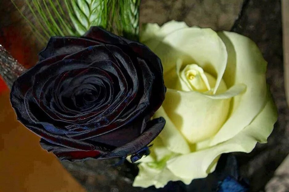 Черная розочка. Темные розы.