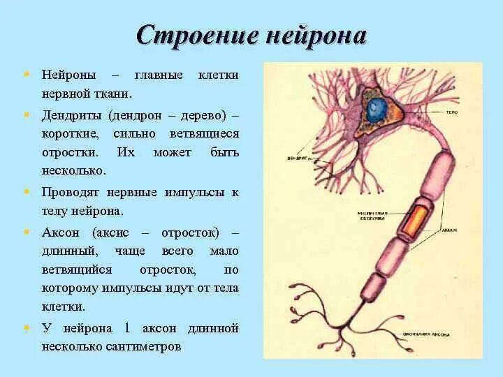 Короткие аксоны сильно ветвятся. Строение нейрона. Внутреннее строение нейрона. Строение отростков нейрона. План строения нервной ткани.