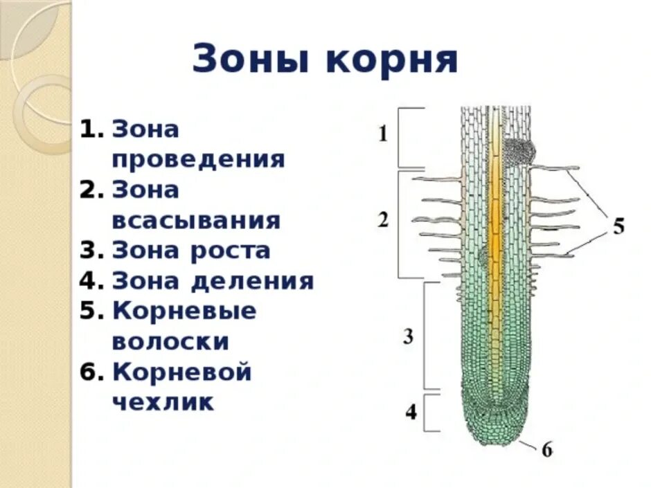 Анатомические зоны корня