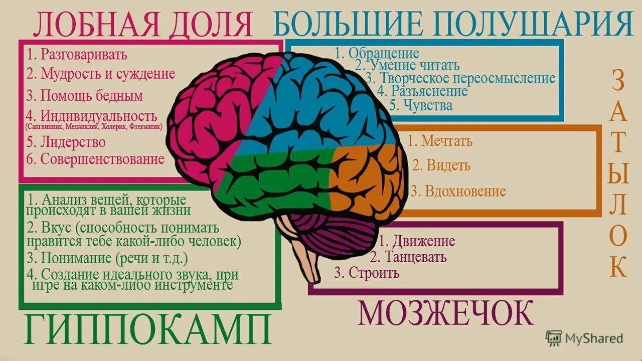 Что отвечает за действия человека. Мозг память. Отдел памяти в мозге. Зона мозга отвечающая за память. Мозг психология.