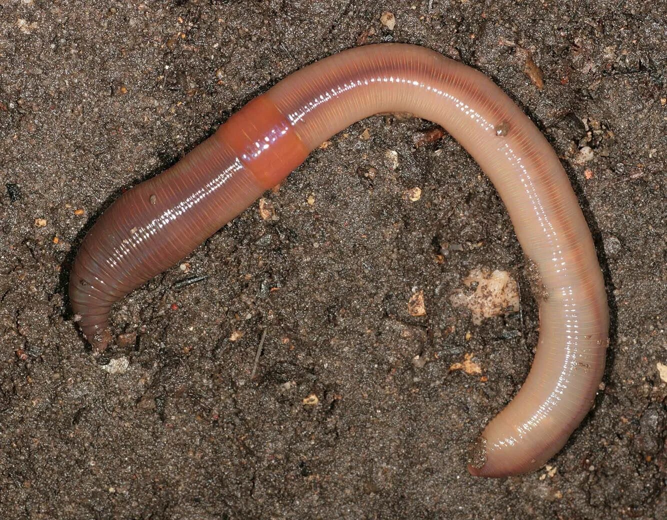 Дождевой червь Lumbricus terrestris. Червь Земляной (Lumbricus terrestris). Lumbricus terrestris обыкновенный дождевой червь. Выползок малый – Lumbricus rubellus. Есть ли у червяков