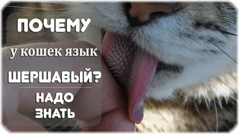 А есть такой язык