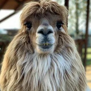 Домашний альпака