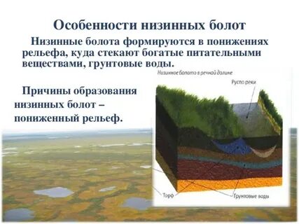 Слои болота