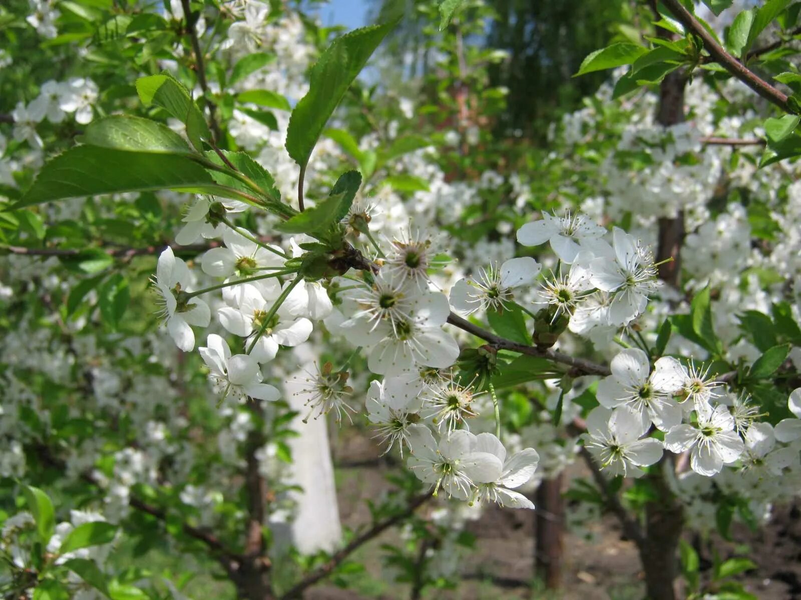 цветет что делать. спирея вангутта белая. цветонос у орхидеи. цветет что делать. крассула цветение.