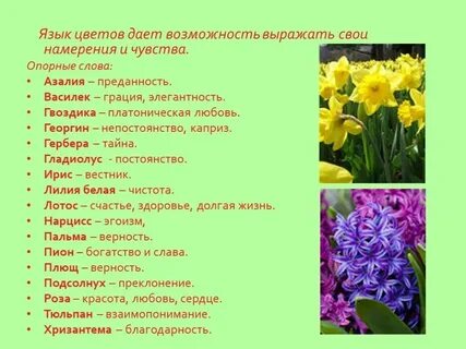 Значение полевых цветов