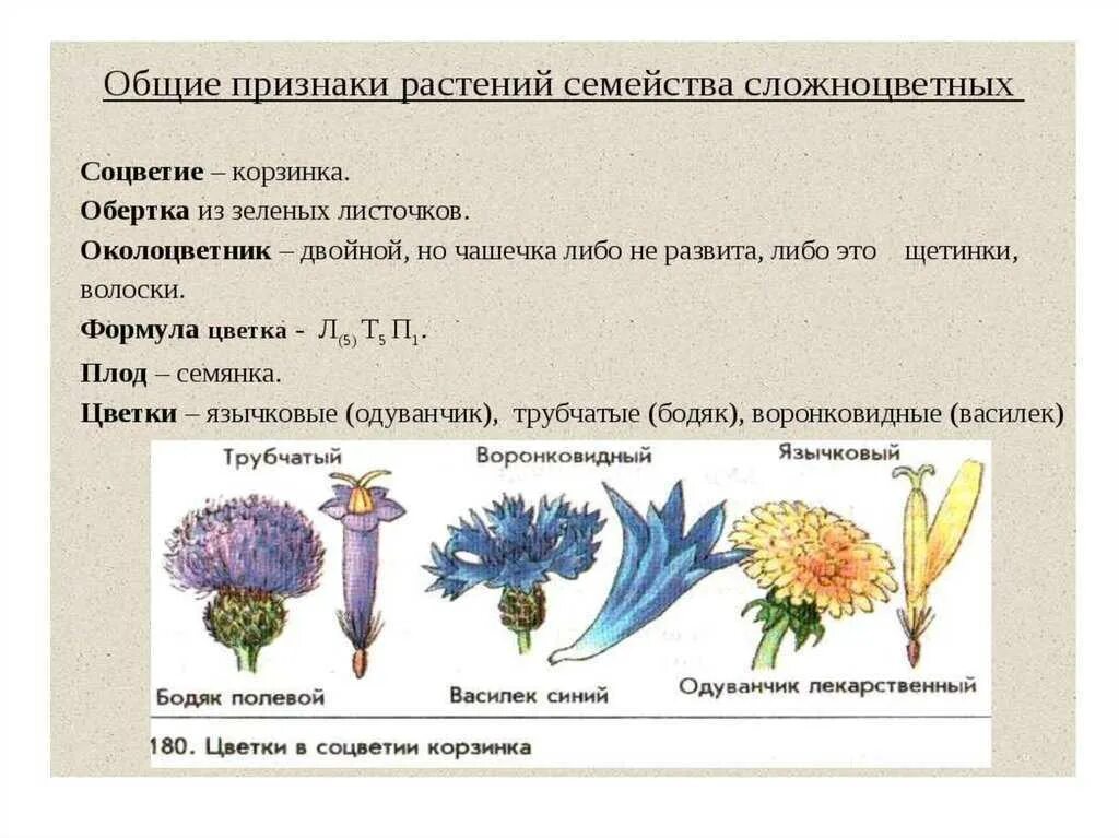 Лекарственные растения семейства сложноцветных. Признаки сложноцветных растений. Тысячелистник формула цветка. Однодольные и двудольные соцветие. Семейства покрытосеменных растений сложноцветные.