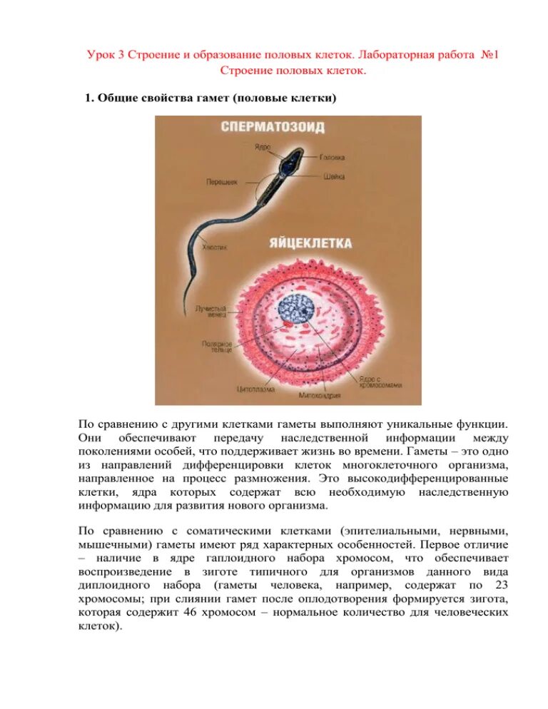 Мужские и женские половые клетки называют. Строение половых клеток на готовых микропрепаратах. Биология 10 кл Лаб раб изучение строения половых клеток. Лабораторная работа исследование строения мужской половой клетки. Строение половых клеток гамет.