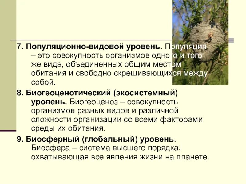 Популяция видовой уровень. Лекции по биологии. Популяционный видовой уровень организации. Популяционно-видовой, , биогеоценотический. Популяционный видовой.