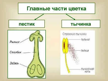 Тычинка: 2 тыс изображений найдено в Яндекс Картинках