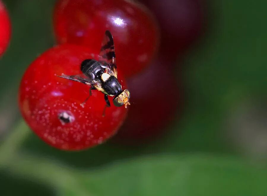 Вишне муха. Вишневая Муха Rhagoletis Cerasi. Восточная Вишневая Муха Rhagoletis cingulata Loew.. Вредители черешни Вишневая Муха. Вишневая Муха Rhagoletis Cerasi яйца.