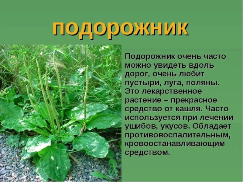 Сообщение про растение 3 класс окружающий мир. Подорожник описание растения для 2 класса. лечебное растение подорожник. подорожник лекарственное растение 3 класс. подорожник доклад.