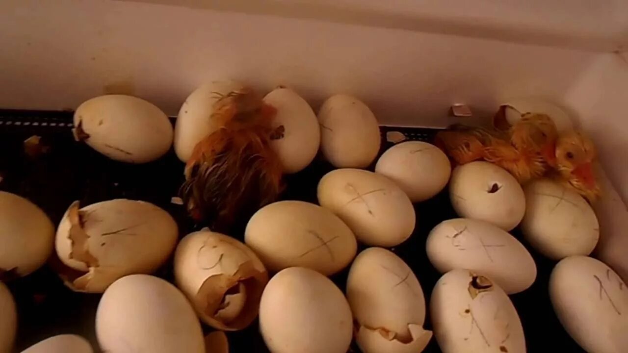 Сколько дней выводятся гусята. Гусиные яйца в инкубаторе. Инкубация гусиных яиц, яиц. Инкубация гусиные гусиные яйца. Инкубатор гусиные яйца Золушка.