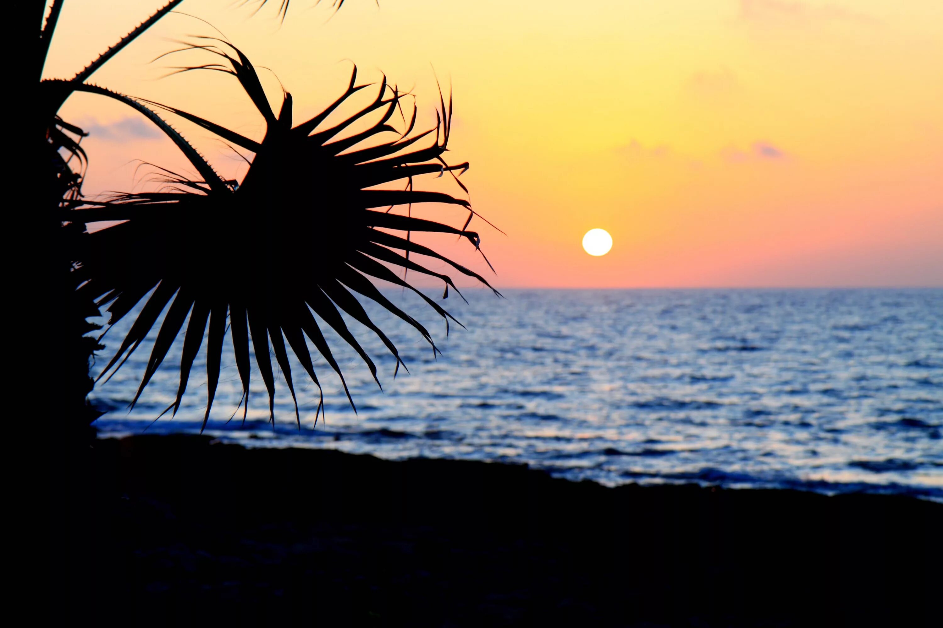 Картинки пальмы закат. Логотип пальмы на закате. Пальмы море закат силуэт. Заря и пальмы птицы.