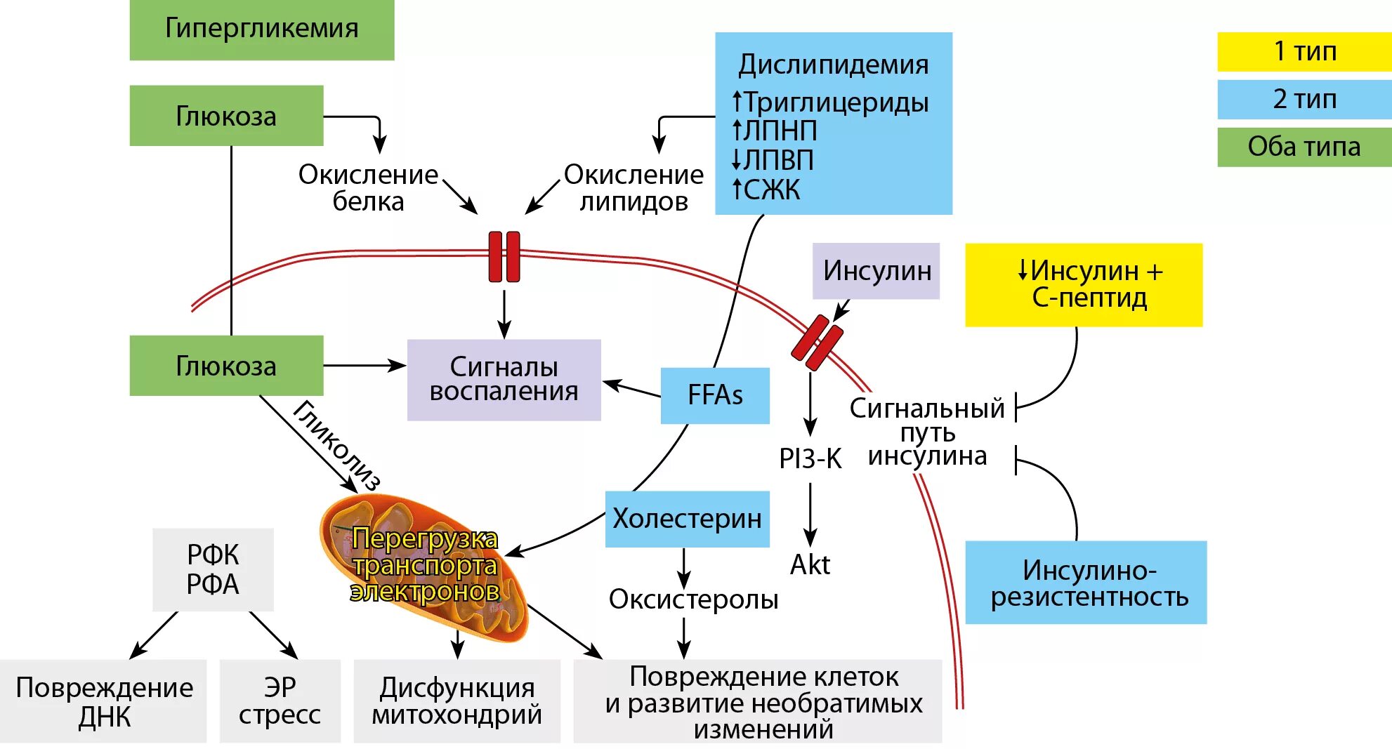 Недостаток синтеза инсулина. Механизм развития сахарного диабета 1 типа схема. Сахарный диабет 1 и 2 типа схема. Патогенез СД 1 типа схема. Сахарный диабет биохимические реакции механизмы схема.