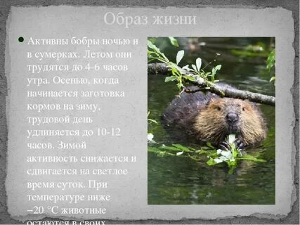 Сообщение о бобре 4 класс окружающий мир