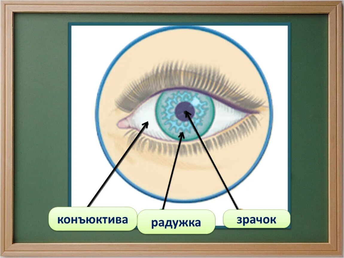 Глаза окружающий мир 3 класс. Презентация на тему глаза человека. Орган чувств глаза 3 класс. Глаза орган зрения 3 класс окружающий мир. Глаз орган чувств человека