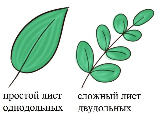 Презентация на тему: "Биология 6 класс. Внешнее строение листа Лист-это часть по