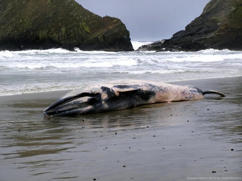 Почему кит зверь. Вымирание морских животных. Киты выбрасываются на берег. Гибель морских животных.