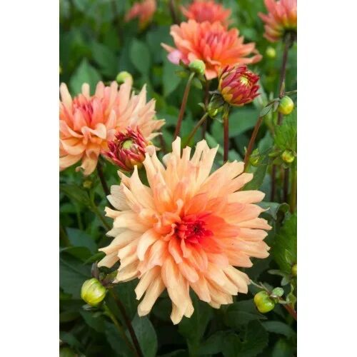 георгин оранж фубуки. георгин бордюрный оранж пигми. георгин оранж наггет. георгин оранж пигми. георгин берлинер оранж.