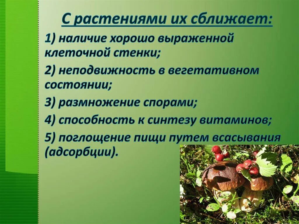 Поглощение пищи путем всасывания. Поглощение пищи путём всасывания. Способность к синтезу витаминов у грибов. Поглощение пищи путем всасывания у кого. Характеристика грибов 7 класс биология