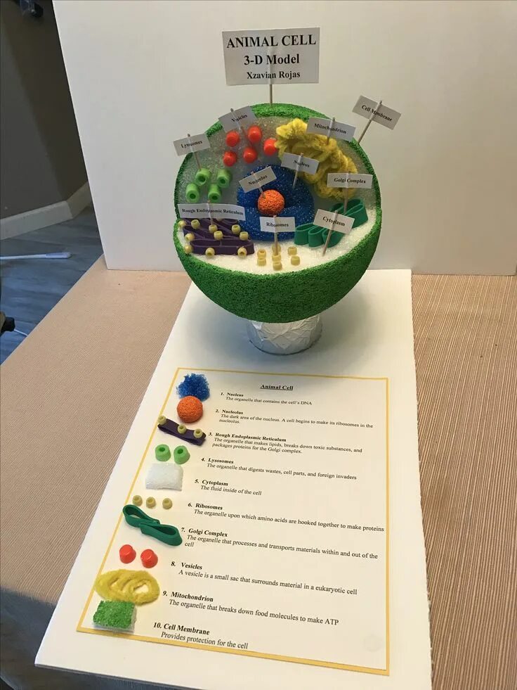 Cell project