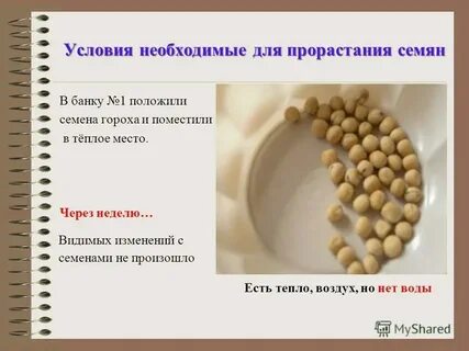 Экспериментатор измельчил семена
